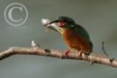 Kingfisher with a fish in it's beak.